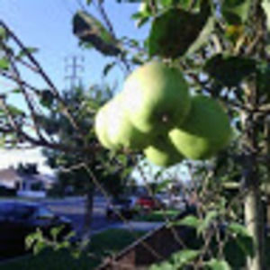 Meet your Posher, Cecilia serrano